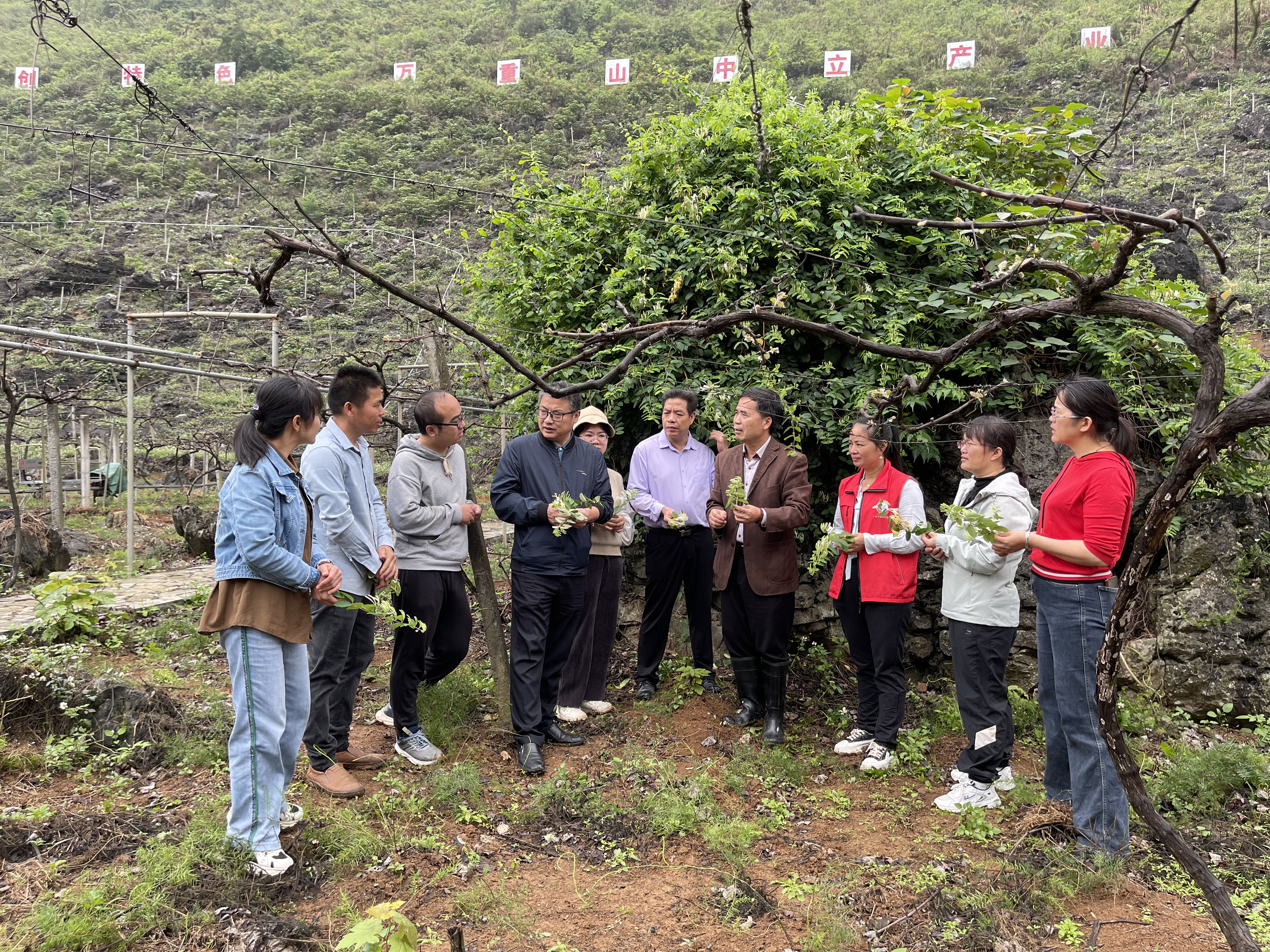 广西特色水果（葡萄）产业先锋队到都安县、忻城县开展特色产业调研工作