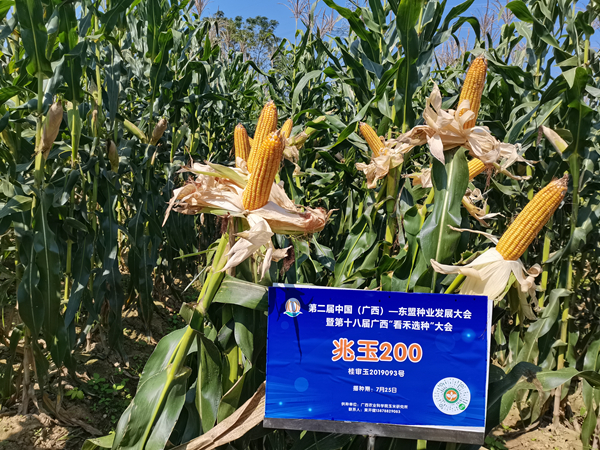 引进与创新国外热带亚热带玉米种质，促进广西玉米生产发展