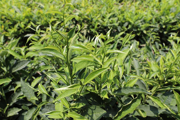喜报！广西南亚所茶树新品种“桂热2号”获评2023年度广西农业主导品种