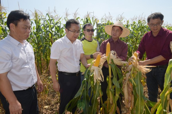 院党组成员、副院长孙健到都安县考察调研大豆玉米带状复合种植技术