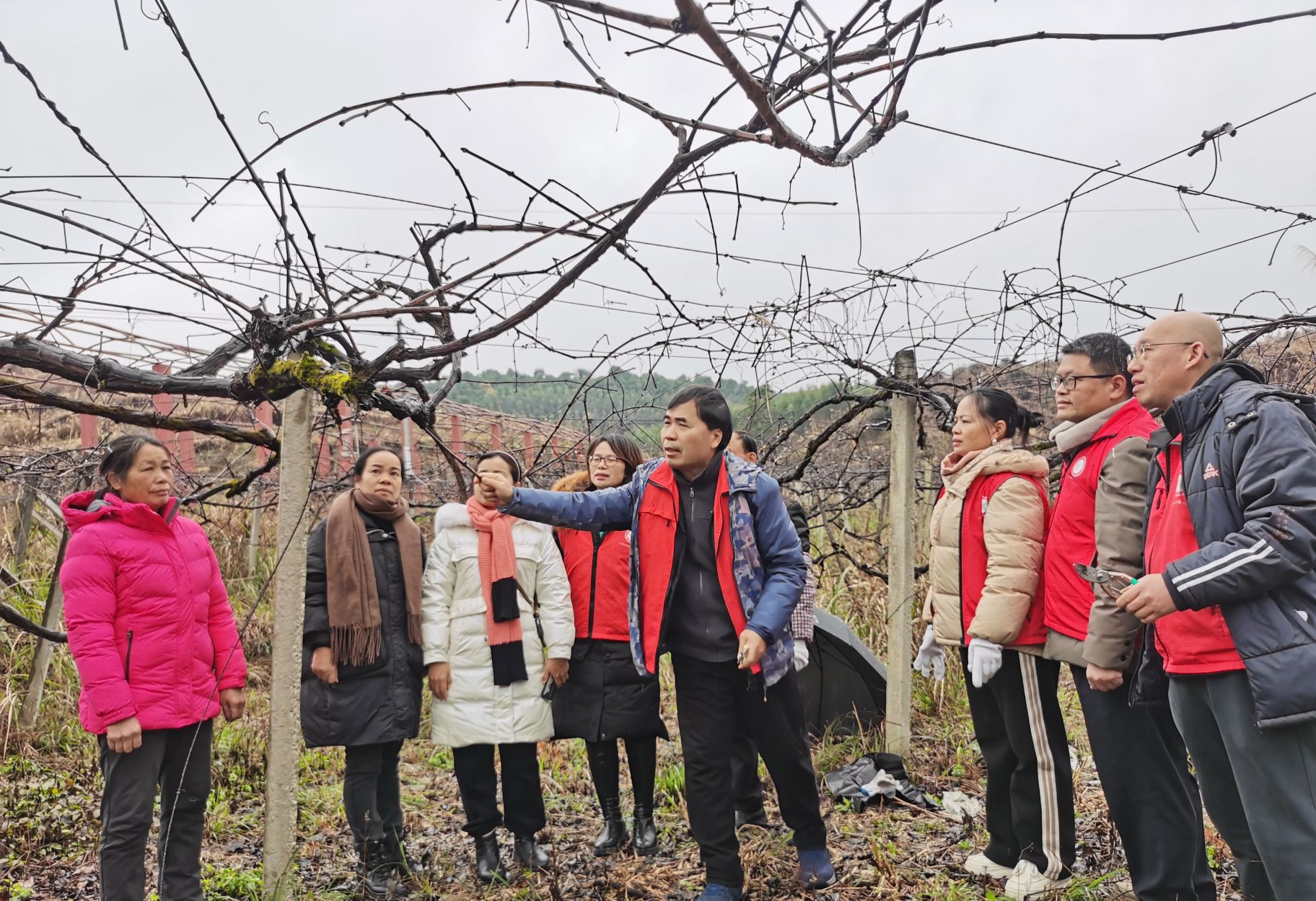 广西罗城毛葡萄试验站成员赴罗城、柳州开展防寒指导