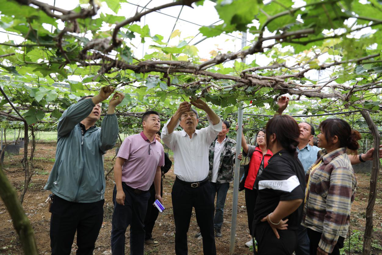 葡萄所科技人员赴靖西市、大新县及上思县等地开展葡萄春季花果管理技术指导